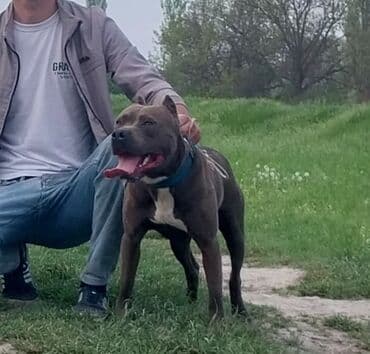 Pitbul, 2 il, Erkek, Cütləşmə üçün lalafo.az -da Pitbul, 2 il, Erkek, Cütləşmə üçün