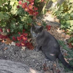 Şotland, Erkək, Ünvandan götürmə lalafo.az -da Şotland, Erkək, Ünvandan götürmə