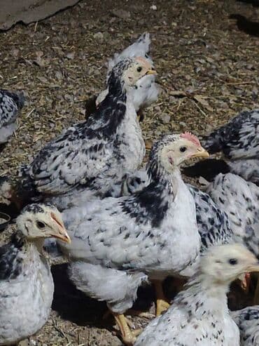 Toyuq cücələri, Ətlik, Ödənişli çatdırılma, Ünvandan götürmə lalafo.az -da Toyuq cücələri, Ətlik, Ödənişli çatdırılma, Ünvandan götürmə