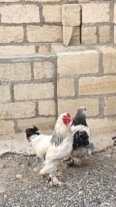 Toyuq, Brama, Damazlıq, Pulsuz çatdırılma lalafo.az -da Toyuq, Brama, Damazlıq, Pulsuz çatdırılma