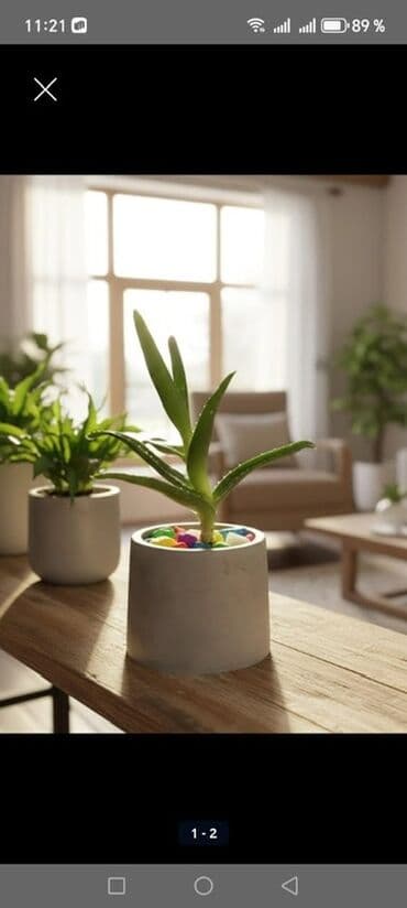 Sukulent bitki (aloe tipli) – minimalist beton dibçəkdə - Dekorativ lalafo.az -da Sukulent bitki (aloe tipli) – minimalist beton dibçəkdə - Dekorativ