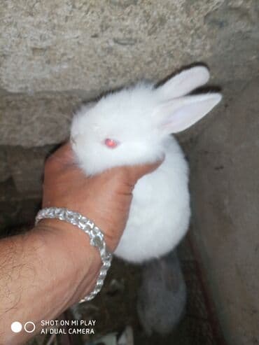 Dovşan karlik dovşanlar balalar 1 aylığ Krolik karlik zayciki Aslan lalafo.az -da Dovşan karlik dovşanlar balalar 1 aylığ Krolik karlik zayciki Aslan