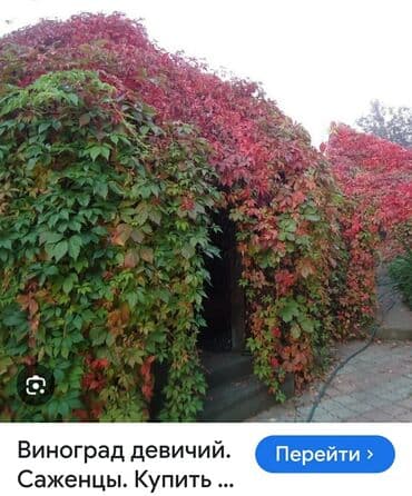 Девичий виноград для озеленения забор морозостойкое годовой прирост 3м lalafo.az -da Девичий виноград для озеленения забор морозостойкое годовой прирост 3м