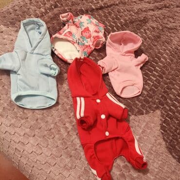 Pudel, 2 ay, Dişi lalafo.az -da Pudel, 2 ay, Dişi