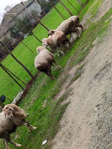 Britan yastı qulaq, Erkək, Yaxşı əllərə, Ödənişli çatdırılma lalafo.az -da Britan yastı qulaq, Erkək, Yaxşı əllərə, Ödənişli çatdırılma