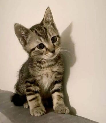 Домашний котенок в добрые руки бесплатно, 2,5 месяца, мальчик, привит lalafo.az -da Домашний котенок в добрые руки бесплатно, 2,5 месяца, мальчик, привит