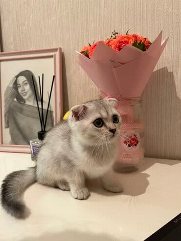 Şinşilla, Dişi, Yaxşı əllərə, Pulsuz çatdırılma lalafo.az -da Şinşilla, Dişi, Yaxşı əllərə, Pulsuz çatdırılma