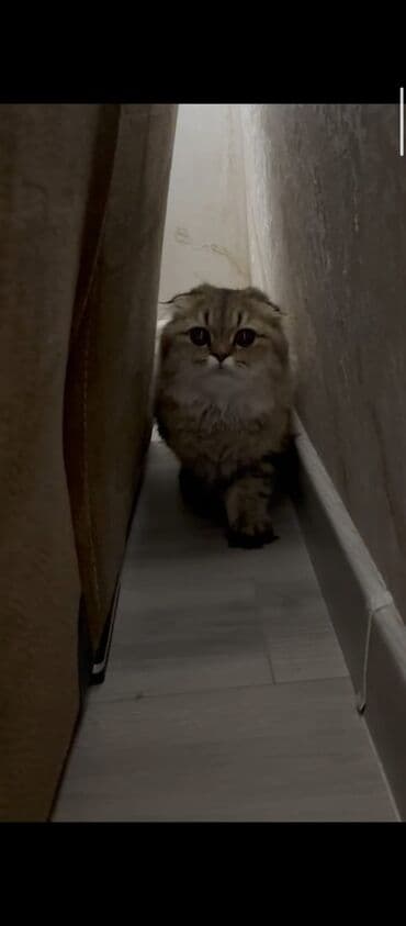 Şotland yastı qulaq lalafo.az -da Şotland yastı qulaq