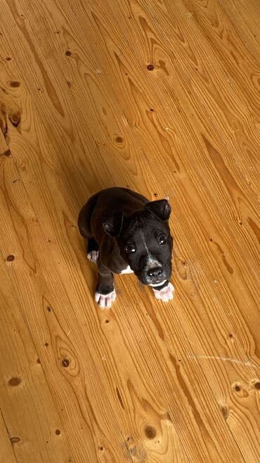 Pitbul, 3 ay, Erkek, Peyvəndli, Pulsuz çatdırılma lalafo.az -da Pitbul, 3 ay, Erkek, Peyvəndli, Pulsuz çatdırılma