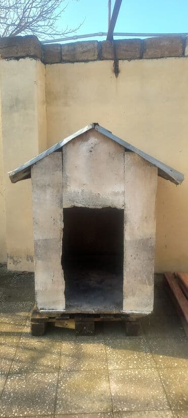 Рыбы: Iri it yuvasi at lalafo.az — 1 Рыбы: Iri it yuvasi — 1