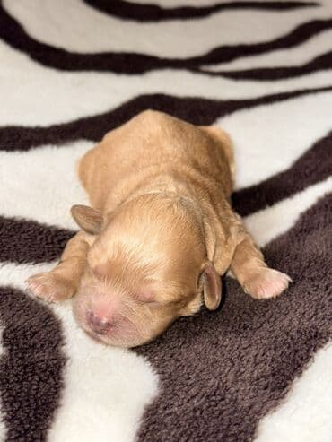 Pudel, 1 ay, Sənədli, Ünvandan götürmə, Pulsuz çatdırılma, Ödənişli çatdırılma lalafo.az -da Pudel, 1 ay, Sənədli, Ünvandan götürmə, Pulsuz çatdırılma, Ödənişli çatdırılma