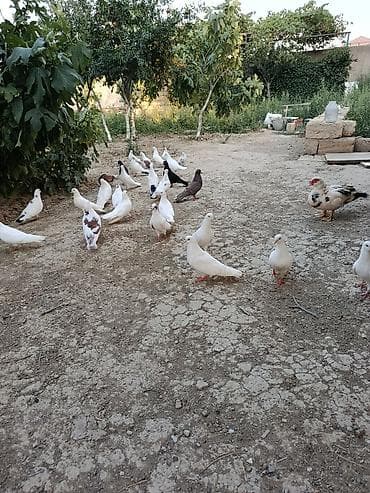 Məhsul: Ev təsərrüfatı üçün göyərçinlər (qrup halında) Təsvir: - Bir at lalafo.az Məhsul: Ev təsərrüfatı üçün göyərçinlər (qrup halında) Təsvir: - Bir