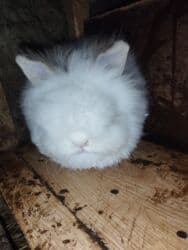 3ayliq ingilis anqor paroda diwidi unvan Xacmaz lalafo.az -da 3ayliq ingilis anqor paroda diwidi unvan Xacmaz