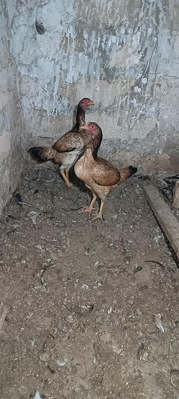 Toyuq, Damazlıq lalafo.az -da Toyuq, Damazlıq