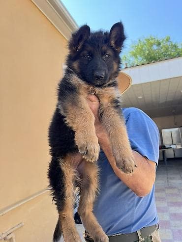 Alman çoban iti lalafo.az -da Alman çoban iti