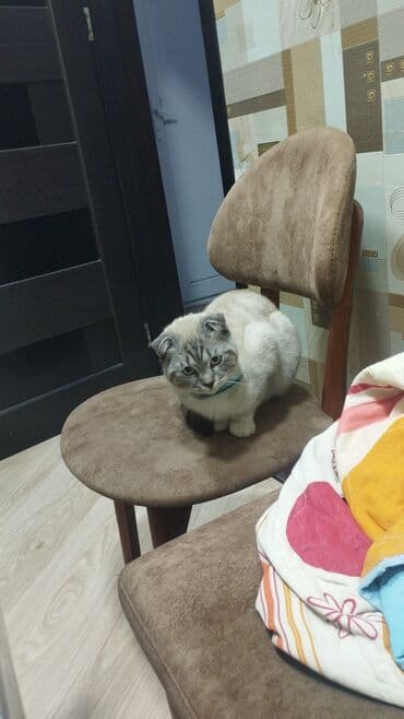 Şotland yastı qulaq, Erkək lalafo.az -da Şotland yastı qulaq, Erkək