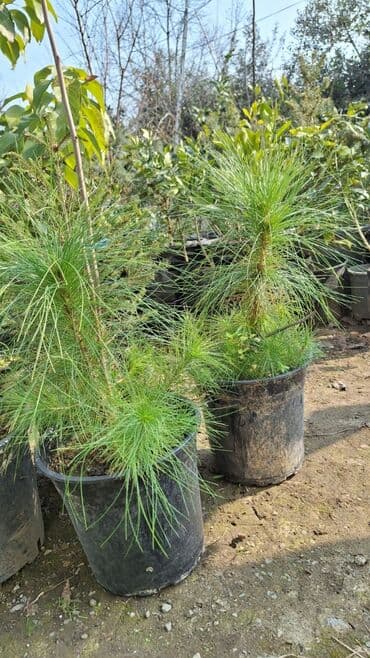 Bitki dərmanları: Piramida,Arizona konos pixtda,limoni yolkaleylandra,v.s yolkalar lalafo.az -da — 4 Bitki dərmanları: Piramida,Arizona konos pixtda,limoni yolkaleylandra,v.s yolkalar — 4