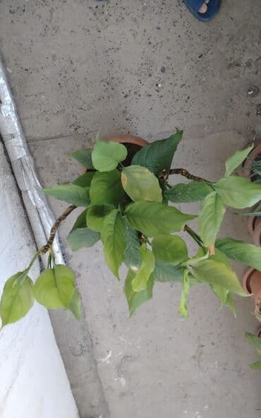 Удобрения: Qadın xöşbəxtliyi gülü, torpağı münbit torpaqdır,gül sağlamdır,ev və at lalafo.az — 3 Удобрения: Qadın xöşbəxtliyi gülü, torpağı münbit torpaqdır,gül sağlamdır,ev və — 3