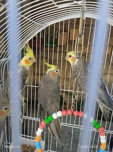 Hazir dişi ruçnoy Növ: Nimfa (Cockatiel) – sarı rəngli, başında tüklü lalafo.az -da Hazir dişi ruçnoy Növ: Nimfa (Cockatiel) – sarı rəngli, başında tüklü