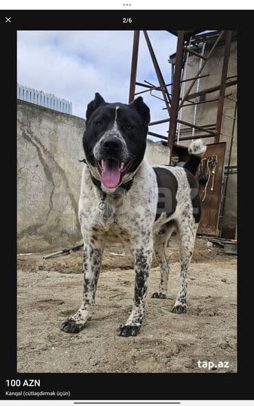 Alabay, 1 ay, Erkek, Cütləşmə üçün, Pulsuz çatdırılma lalafo.az -da Alabay, 1 ay, Erkek, Cütləşmə üçün, Pulsuz çatdırılma