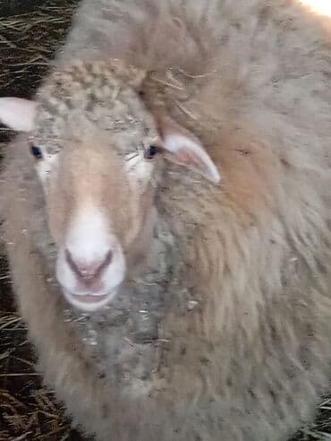 Qoyun satilir lalafo.az -da Qoyun satilir
