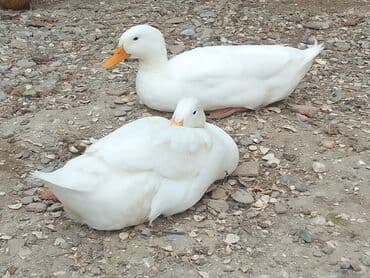 Salam bu gördüyünüz ördək kuban cinsidir. Və yumurtayır lalafo.az -da Salam bu gördüyünüz ördək kuban cinsidir. Və yumurtayır
