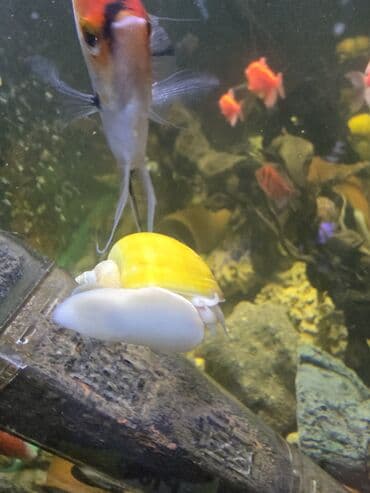 Sülhsevər lalafo.az -da Sülhsevər