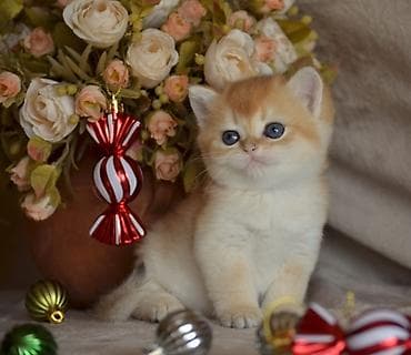 Qızıl şinşilla, Erkək, Dişi, Ünvandan götürmə lalafo.az -da Qızıl şinşilla, Erkək, Dişi, Ünvandan götürmə