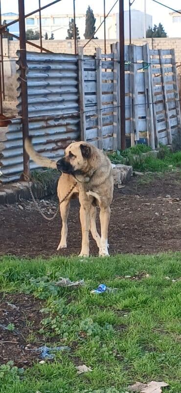 Kanqal, 3 il, Erkek, Peyvəndli, Ödənişli çatdırılma lalafo.az -da Kanqal, 3 il, Erkek, Peyvəndli, Ödənişli çatdırılma