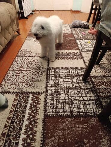 Bişon Frize, 7 ay, Dişi, Peyvəndli, Pulsuz çatdırılma, Ünvandan götürmə lalafo.az -da Bişon Frize, 7 ay, Dişi, Peyvəndli, Pulsuz çatdırılma, Ünvandan götürmə