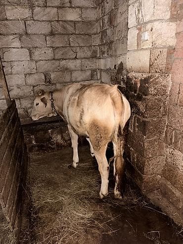 Sarımtıl-krem rəngli buzağı/sığır - Cins: yerli damazlıq tipli lalafo.az -da Sarımtıl-krem rəngli buzağı/sığır - Cins: yerli damazlıq tipli