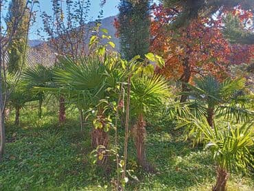 Удобрения: Məhsul: Bağ və landşaft üçün dekorativ palma və iynəyarpaq at lalafo.az — 2 Удобрения: Məhsul: Bağ və landşaft üçün dekorativ palma və iynəyarpaq — 2