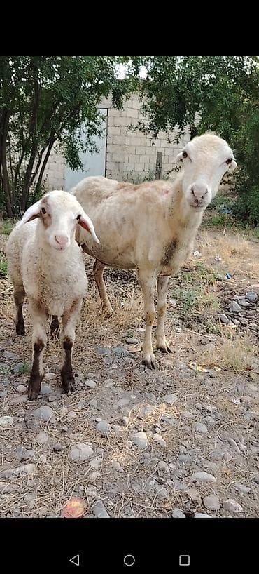 1 ci qarın şişey yanında böyük bala ile satılır tam saglam prablemsiz lalafo.az -da 1 ci qarın şişey yanında böyük bala ile satılır tam saglam prablemsiz