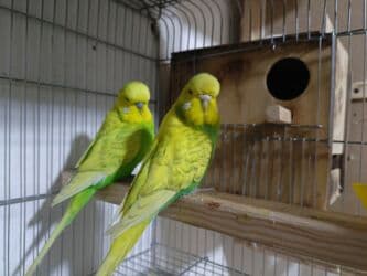 Çexlər hazır sağlam aktiv quşlardı hər iki cüt bala verib Bir cütü 80 lalafo.az -da Çexlər hazır sağlam aktiv quşlardı hər iki cüt bala verib Bir cütü 80