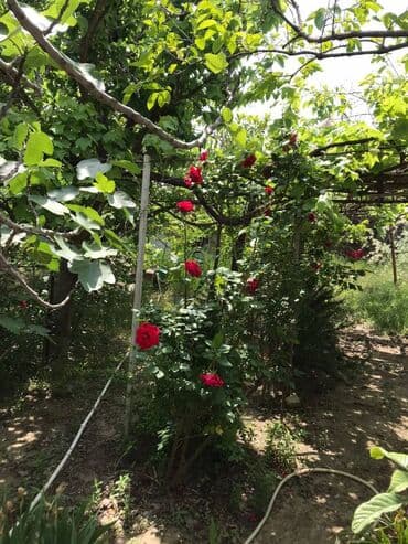 4 sot, Tikinti, Mülkiyyətçi, Bələdiyyə lalafo.az -da 4 sot, Tikinti, Mülkiyyətçi, Bələdiyyə