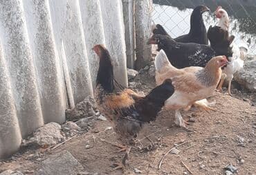 Damazlıq bramolar satılır. Tam sağlamdırlar, buğda və otla lalafo.az -da Damazlıq bramolar satılır. Tam sağlamdırlar, buğda və otla