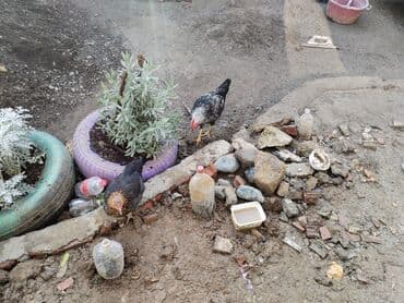 32 kv. m, 2 otaqlı, Qaz, İnternet, Artezian quyusu lalafo.az -da 32 kv. m, 2 otaqlı, Qaz, İnternet, Artezian quyusu