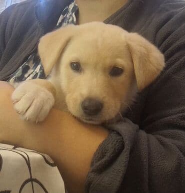 1 ay lalafo.az -da 1 ay