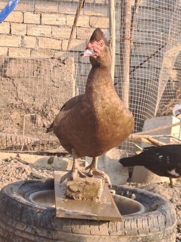 Варенье: Lal ördəklər satılır qiymət saya və cinsinə görə dəyişir at lalafo.az — 7 Варенье: Lal ördəklər satılır qiymət saya və cinsinə görə dəyişir — 7