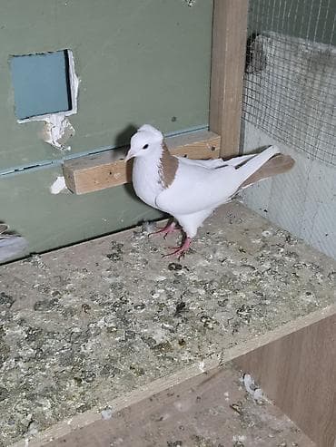 Sarı boynu güllü ərkey sarı quyruğ satılır desdə deyil qızğın ərkeydi lalafo.az -da Sarı boynu güllü ərkey sarı quyruğ satılır desdə deyil qızğın ərkeydi