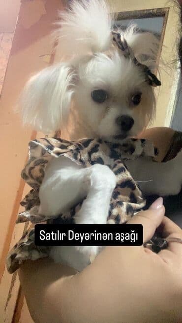 Dişi, Peyvəndli lalafo.az -da Dişi, Peyvəndli