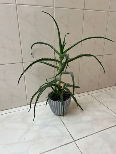 Aloe vera orjinal çoxalan bitki lalafo.az -da Aloe vera orjinal çoxalan bitki