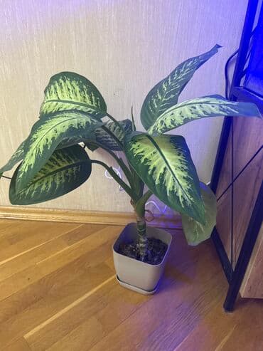 Difenbahya lalafo.az -da Difenbahya