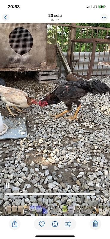 Toyuq cücələri, Damazlıq lalafo.az -da Toyuq cücələri, Damazlıq