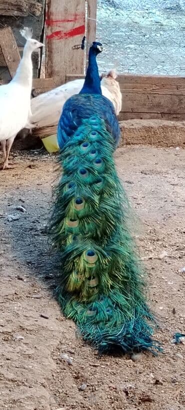 Məhsul: Tovus (göy tovuzquşu – erkək) Təsvir: - Parlaq mavi-yaşıl lalafo.az -da Məhsul: Tovus (göy tovuzquşu – erkək) Təsvir: - Parlaq mavi-yaşıl