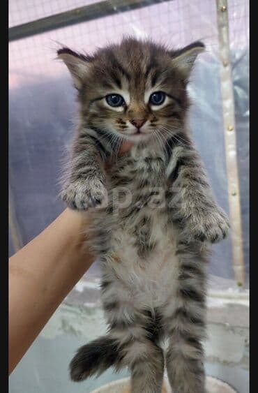 Britan, Dişi, Yaxşı əllərə, Ödənişli çatdırılma lalafo.az -da Britan, Dişi, Yaxşı əllərə, Ödənişli çatdırılma