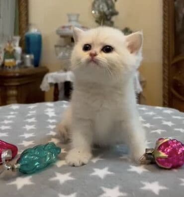 Britan, Dişi lalafo.az -da Britan, Dişi