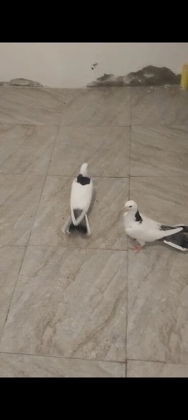 Goy porka goy boynu gullu hundurdu balalardi den yeyen.100 Azn biri 20 lalafo.az -da Goy porka goy boynu gullu hundurdu balalardi den yeyen.100 Azn biri 20