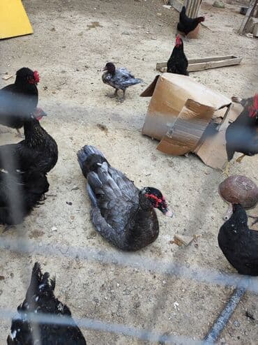 Satılır: macar erkək, krasnadar fərələr Xüsusiyyətlər: - Muskoviy lalafo.az -da Satılır: macar erkək, krasnadar fərələr Xüsusiyyətlər: - Muskoviy