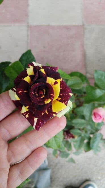 Məhsul: İkirəngli güllə – nadir zolaqlı/mərmər naxışlı qızıl-qırmızı lalafo.az -da Məhsul: İkirəngli güllə – nadir zolaqlı/mərmər naxışlı qızıl-qırmızı